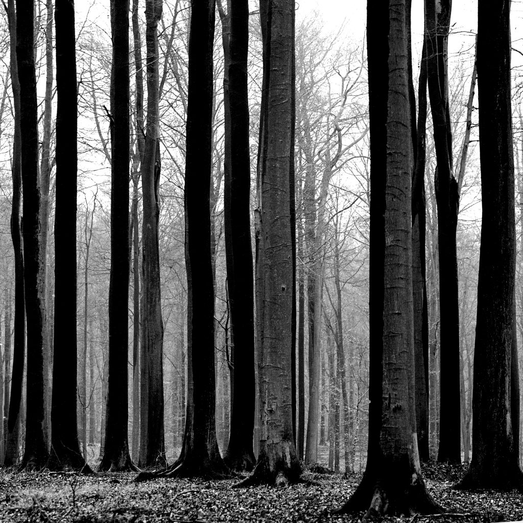 <i>Belgique, forêt de Soignes</i>