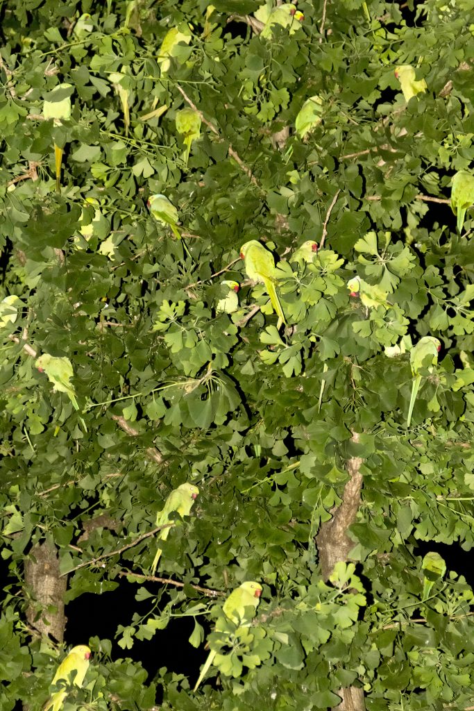 <i>Tokyo Parrots 043</i>