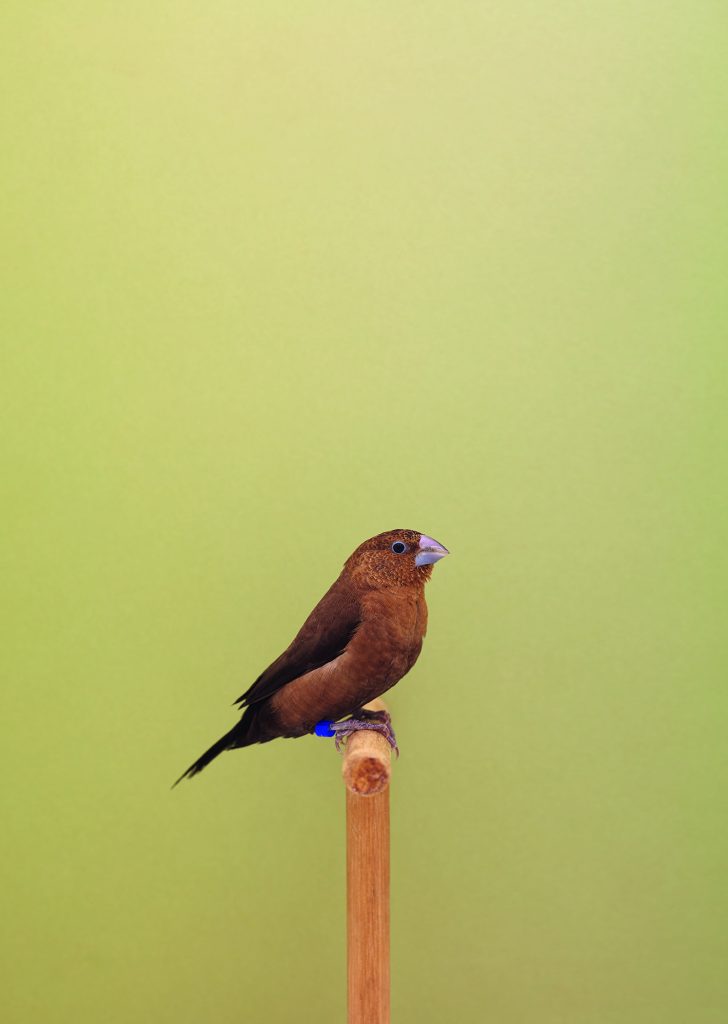 <i>African Silverbill #1</i> <br/> série « The Incomplete Dictionnary of Show Birds »