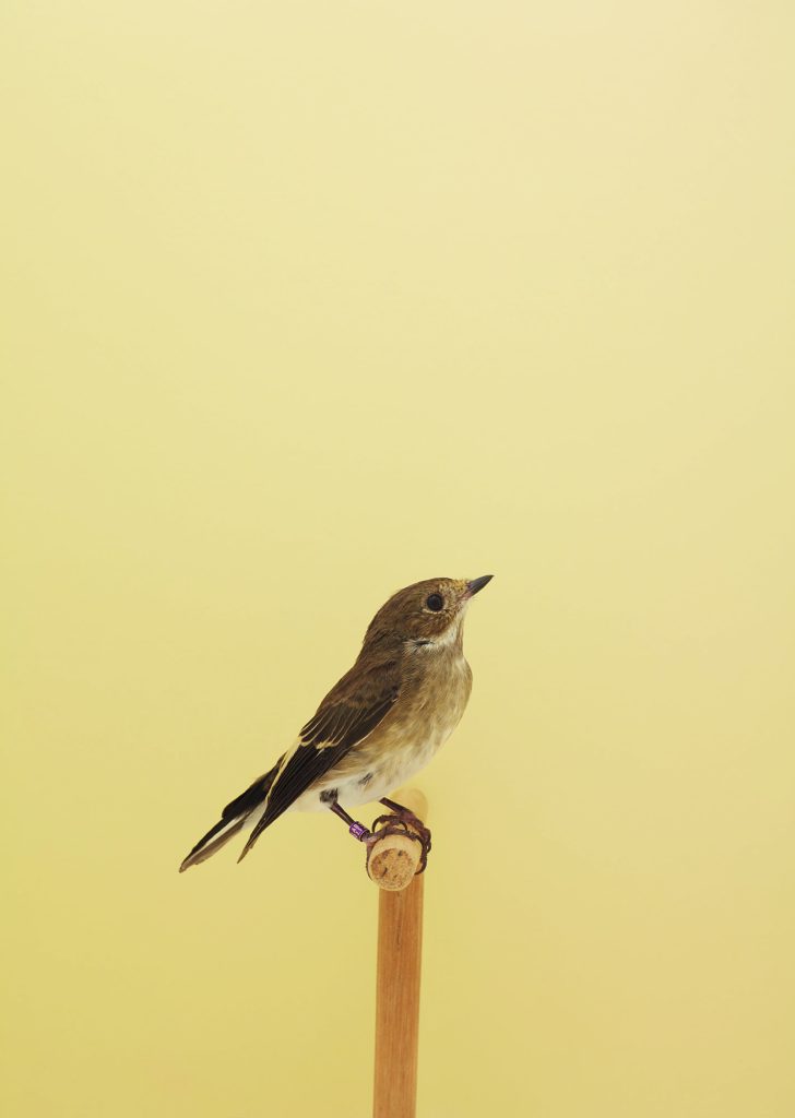 <i>European Pied Flycatcher #1</i> <br/> série « The Incomplete Dictionnary of Show Birds »