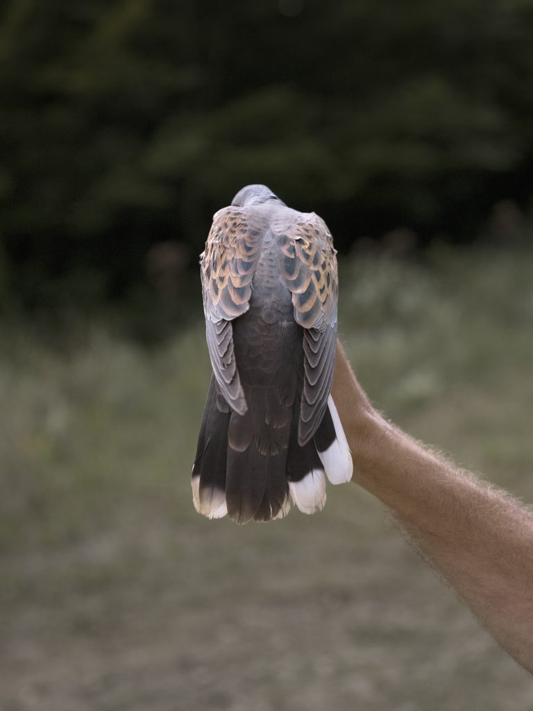 <i>Inventaire faunistique, Tourterelle des bois, Réserve intégrale d’Arc-Châteauvillain, Parc National des Forêts, Haute-Marne</i> <br/> série « Les Îlots farouches »